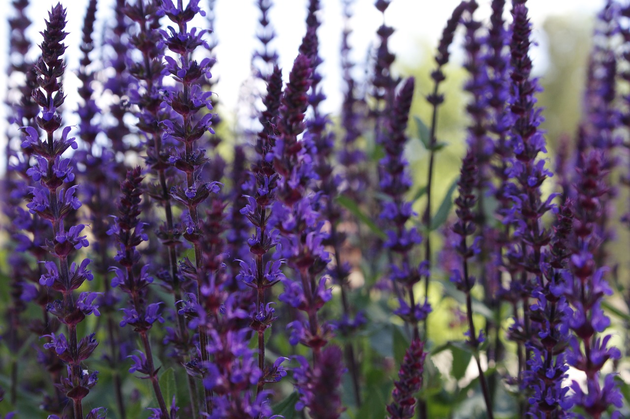 lavender flowers wildflower free photo