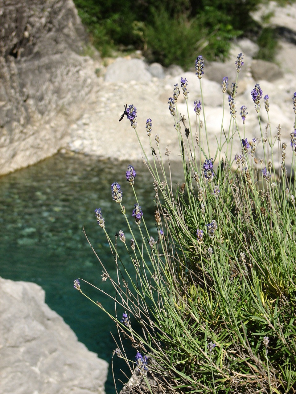lavender pond pool free photo