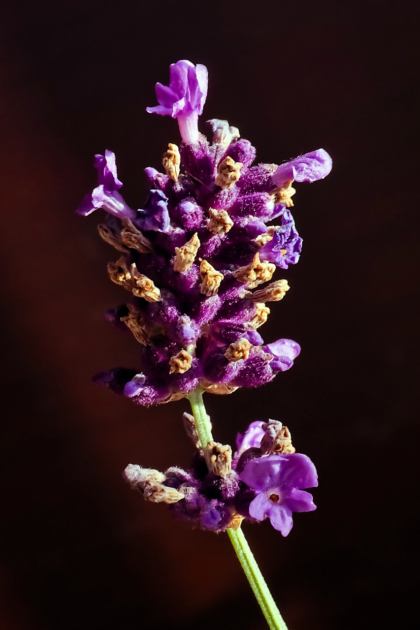 lavender flower purple free photo