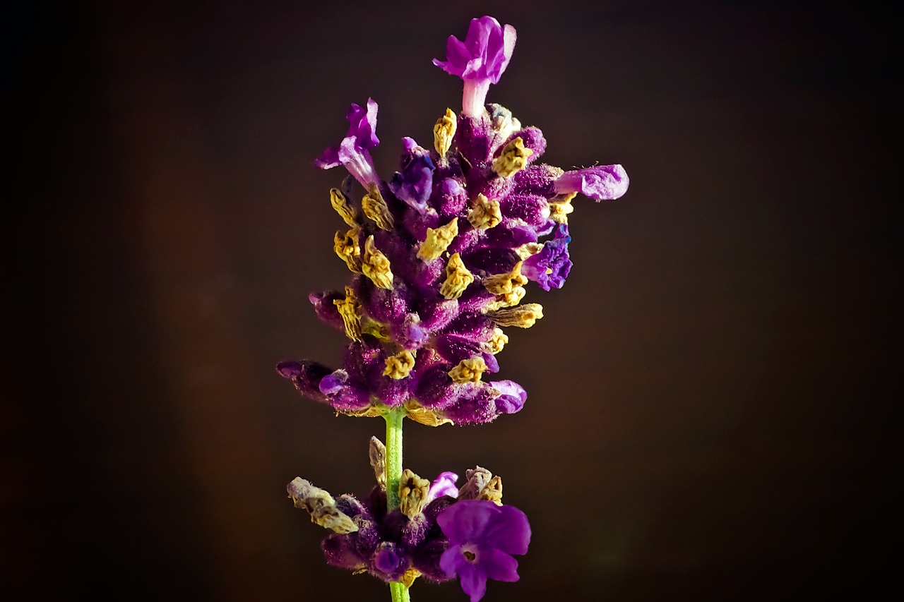 lavender flower purple free photo
