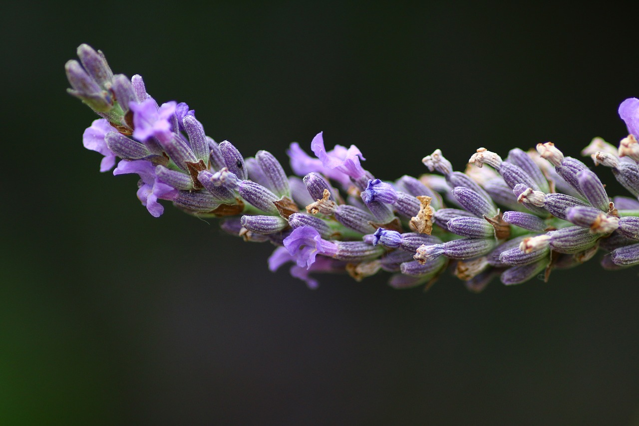 lavender flower rod free photo