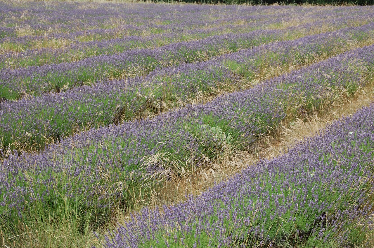 lavender provence south free photo