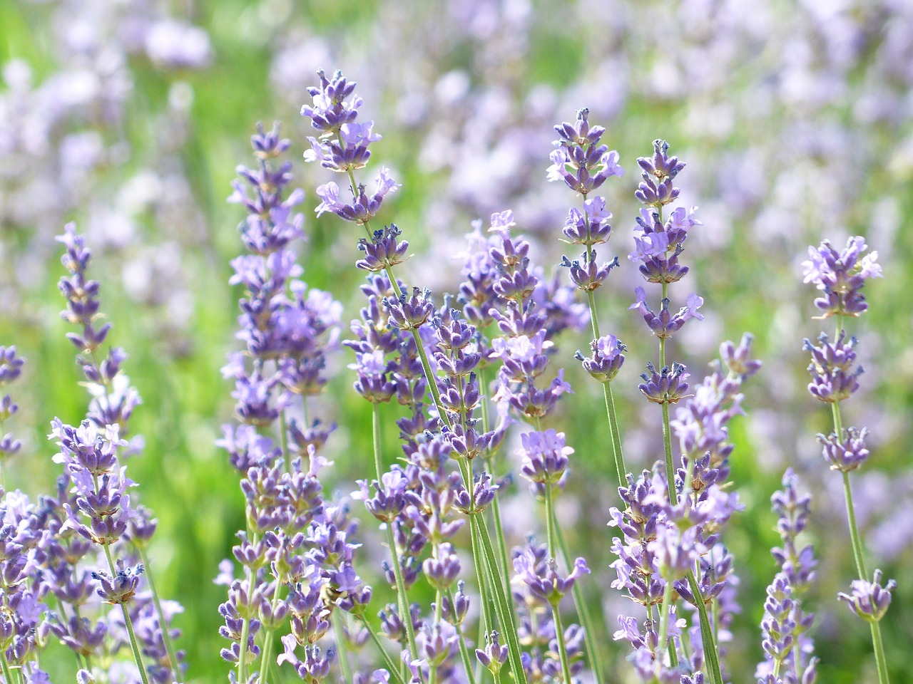 lavender lavender field lavender cultivation free photo