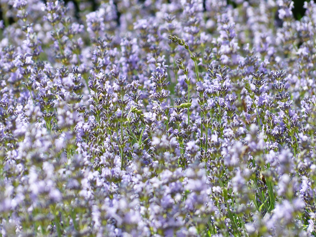 lavender lavender field lavender cultivation free photo