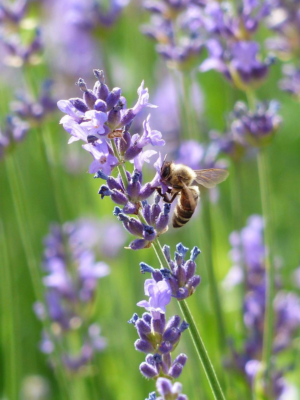 lavender lavender flowers bee free photo
