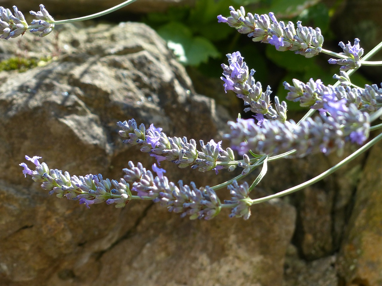 lavender lavender flowers insect free photo