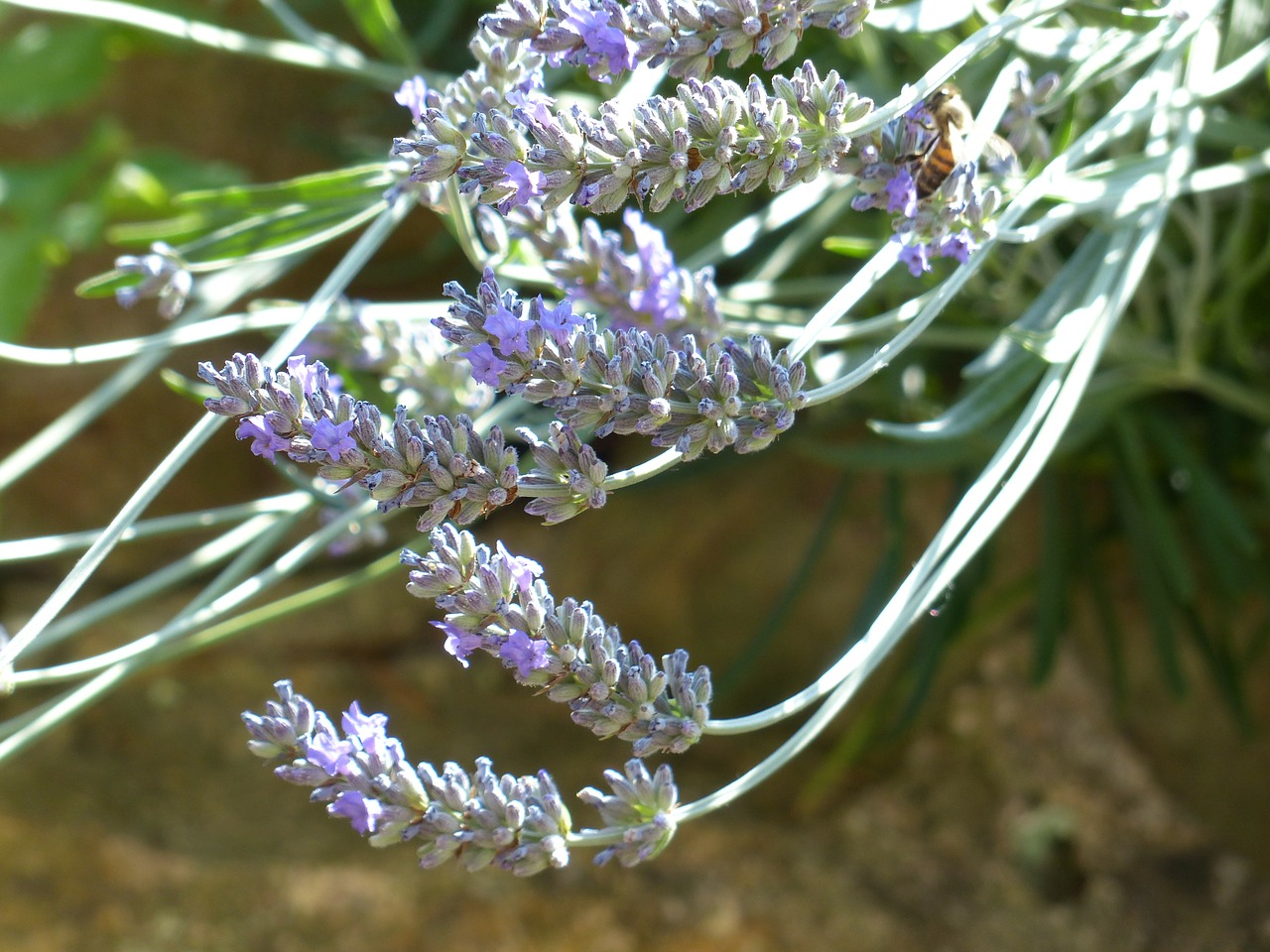 lavender lavender flowers insect free photo