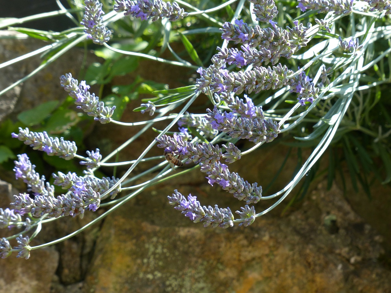 lavender lavender flowers insect free photo