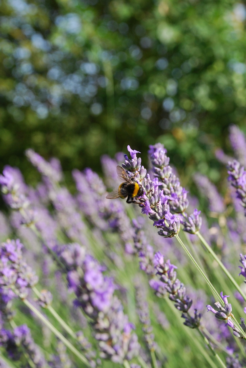 lavender summer bed free photo