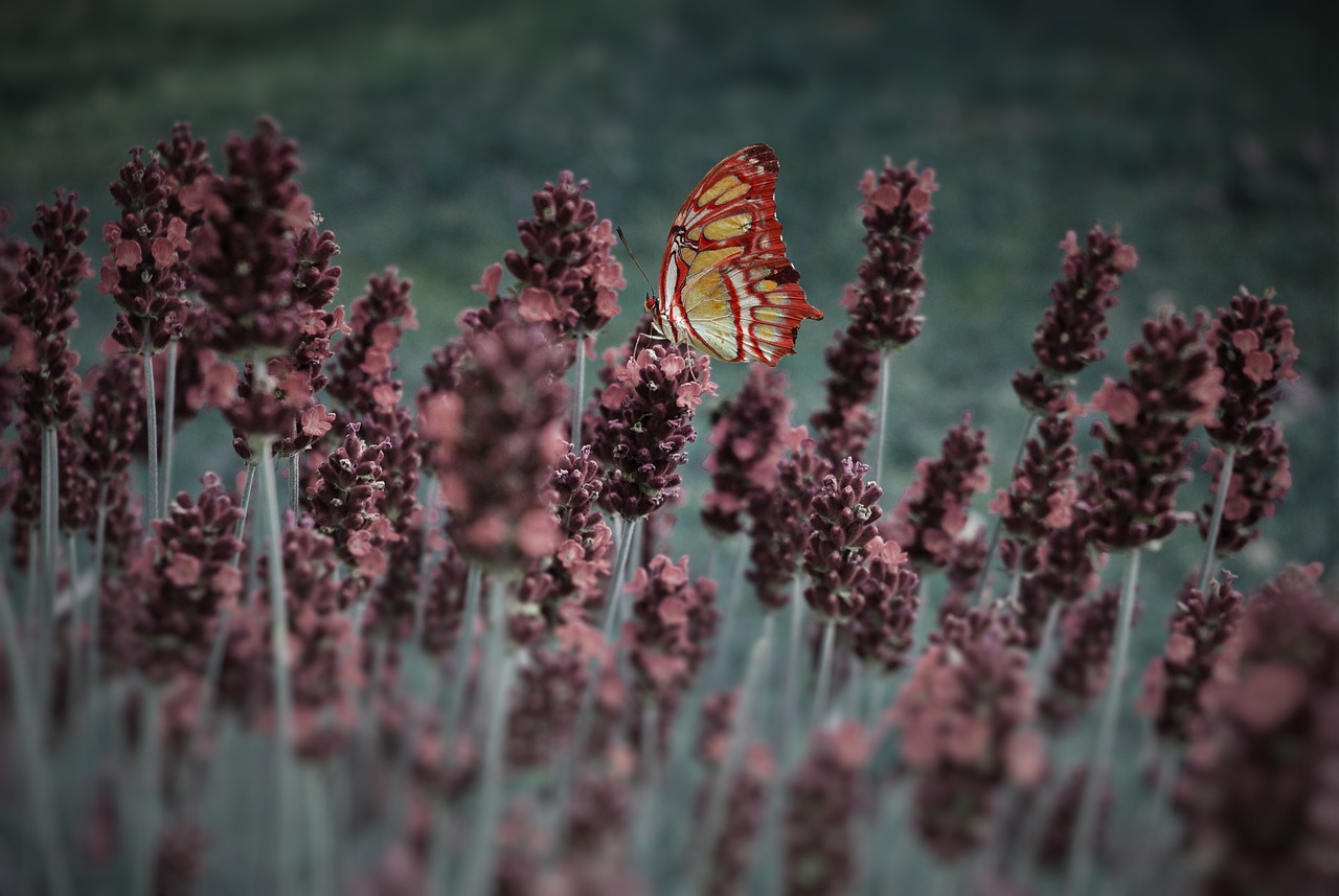 lavender butterfly plant free photo