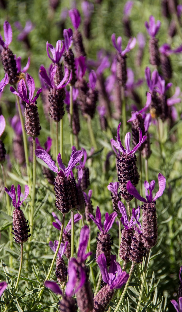 lavender flowers blooms free photo