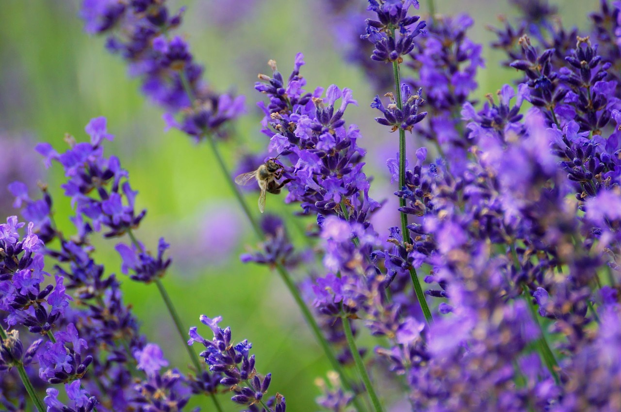 lavender nature plant free photo