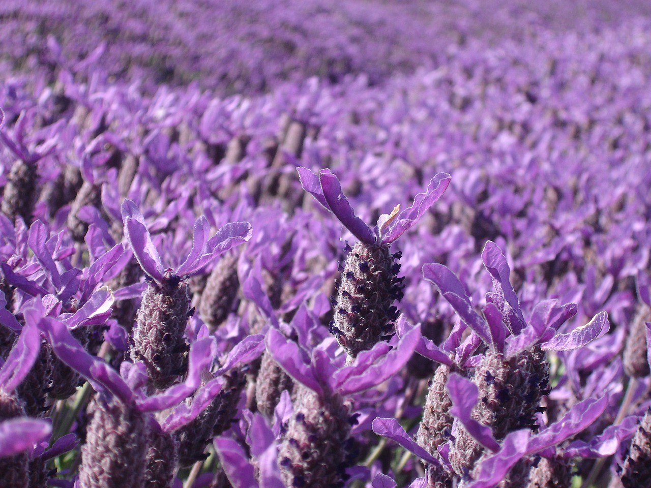 lavender purple crop free photo