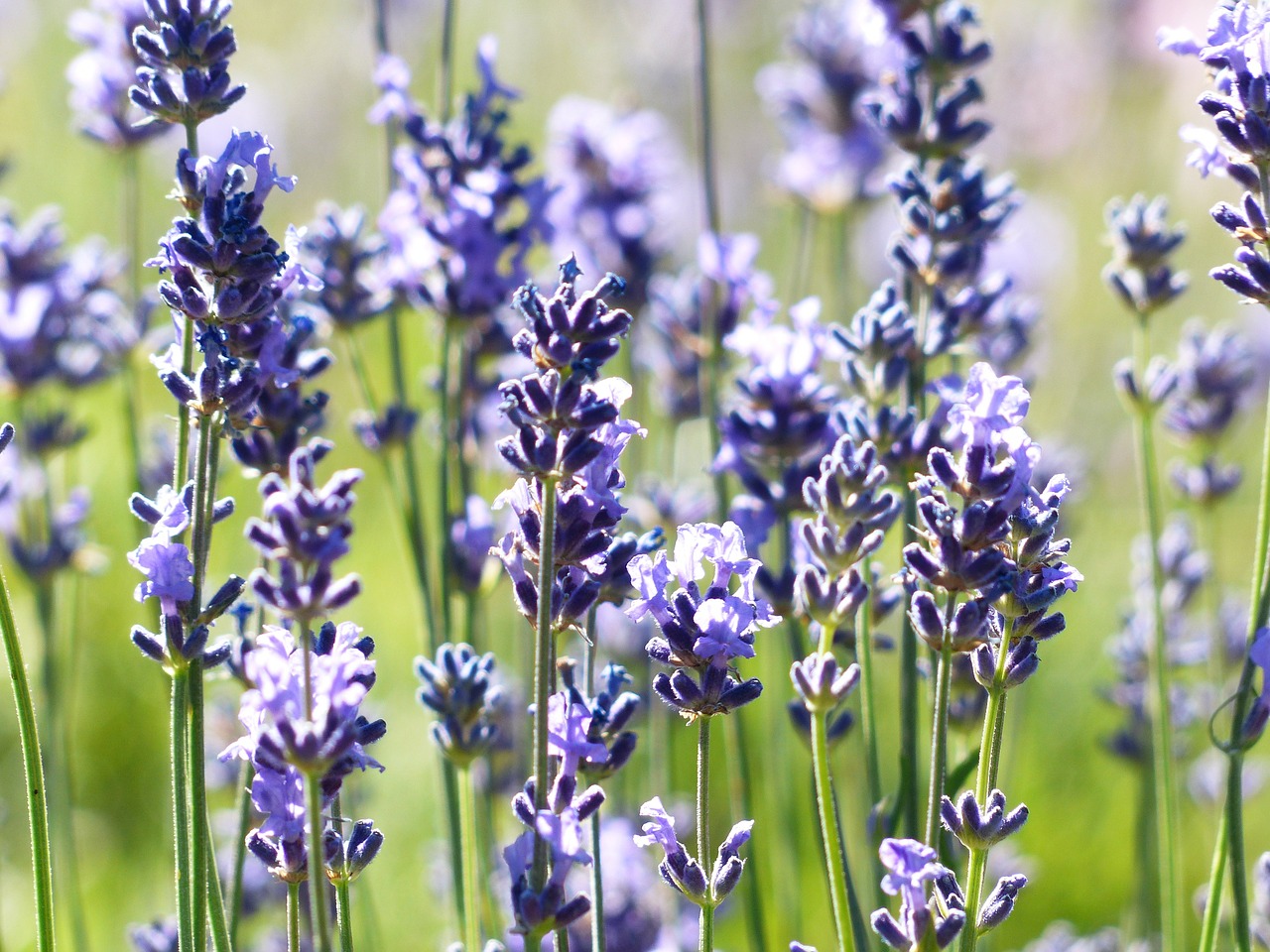 lavender flower flowers free photo