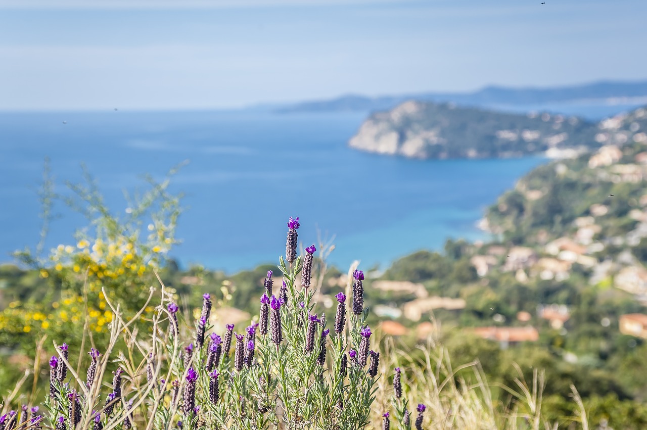 lavender sea coast free photo