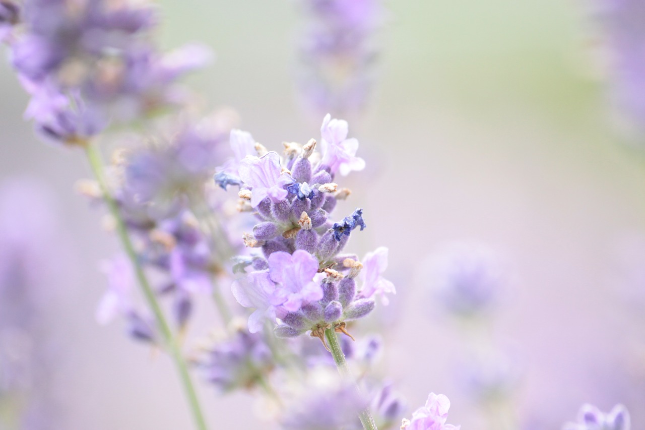 lavender summer violet free photo
