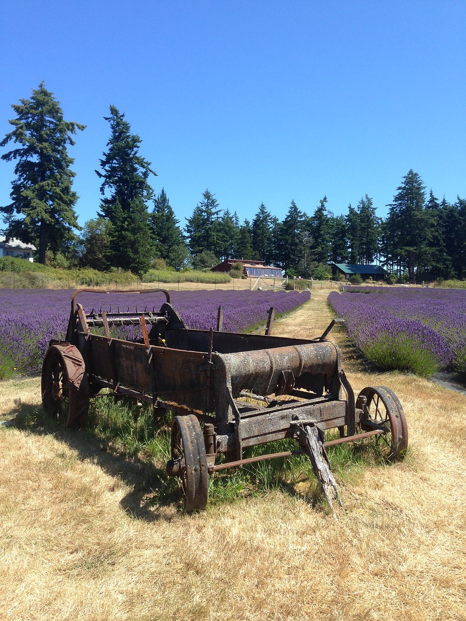 lavender field wheelbarrow free photo