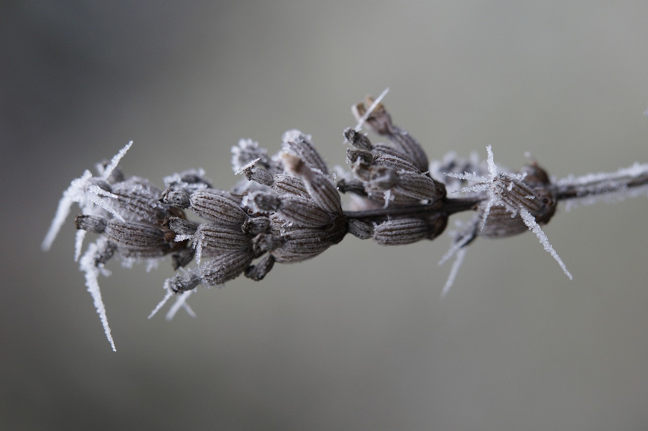 lavender ice icy free photo