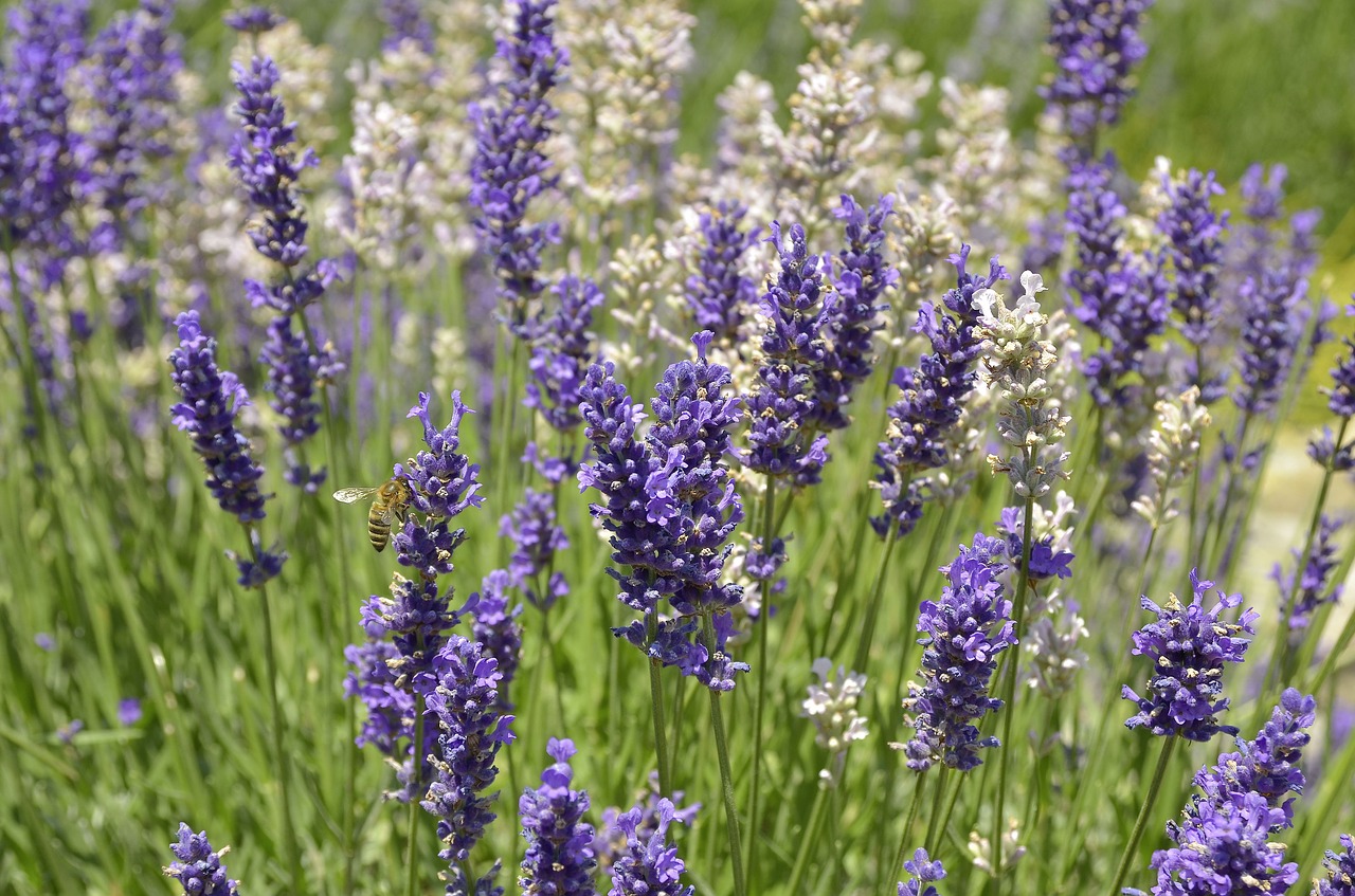 lavender flowers meadow free photo