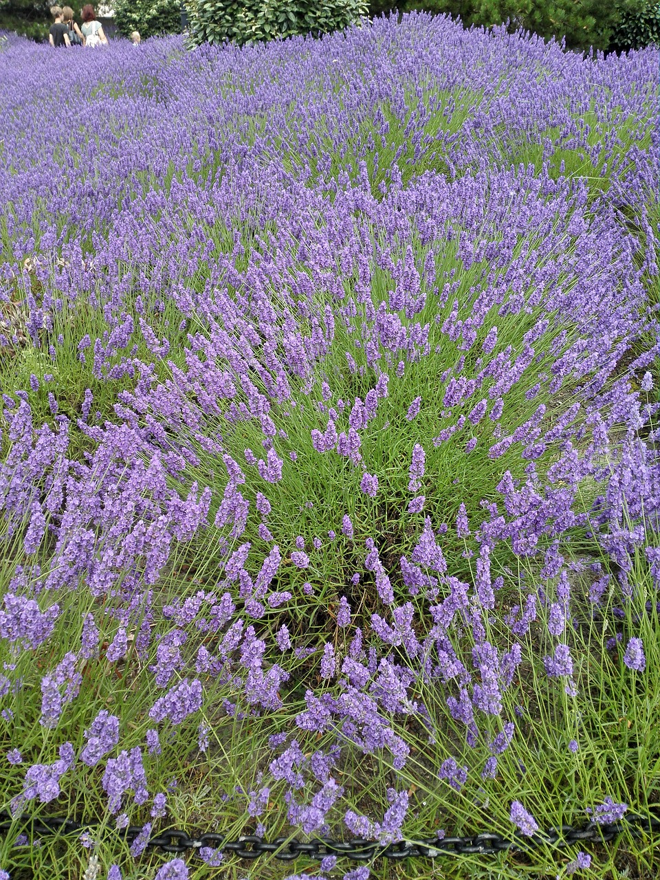 lavender summer holiday free photo