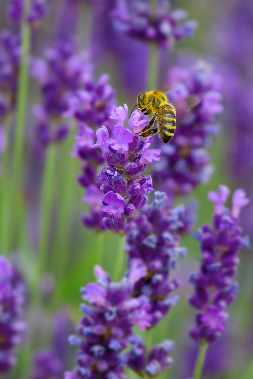 lavender bee nature free photo