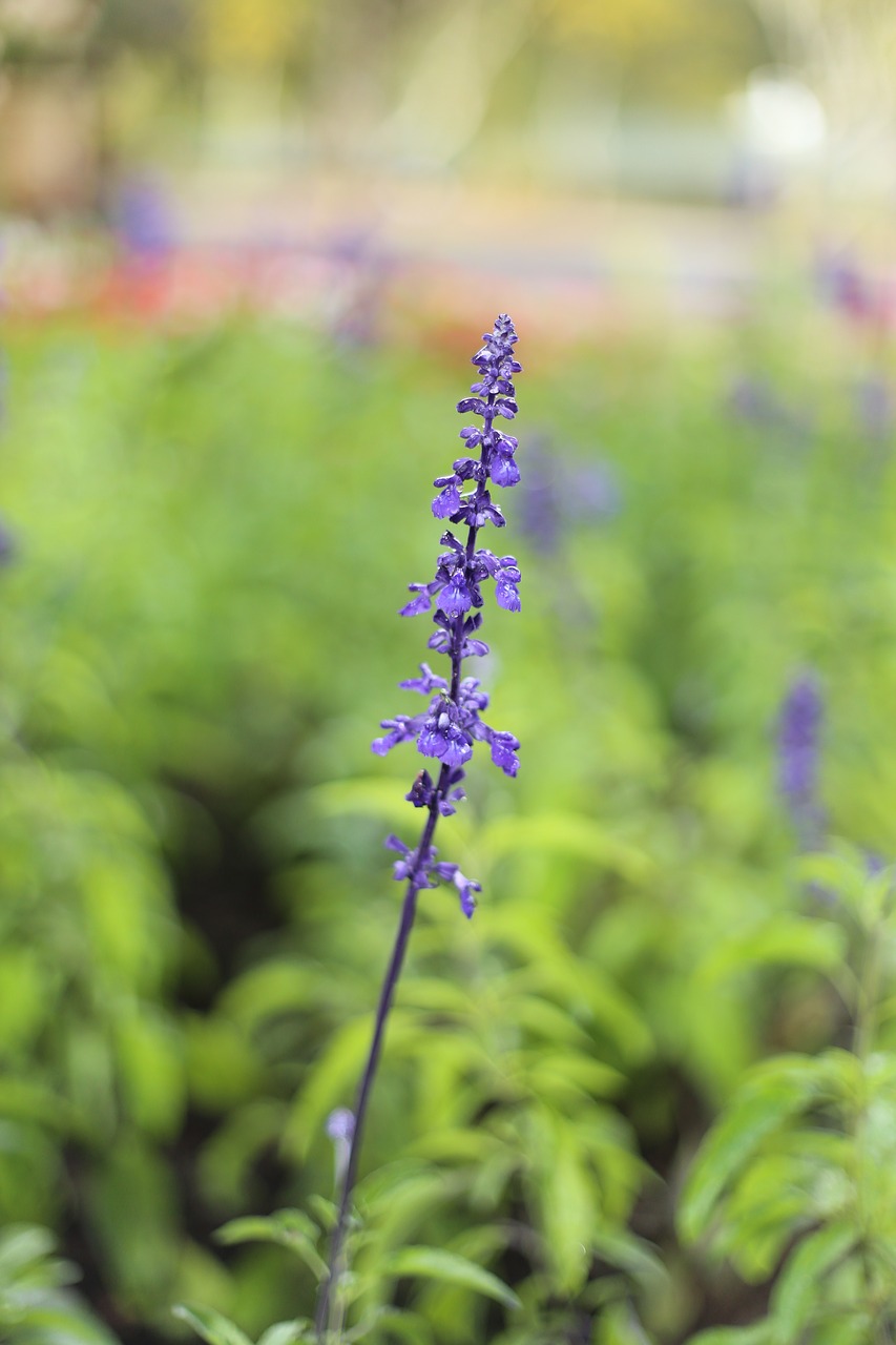 lavender flower dalat free photo