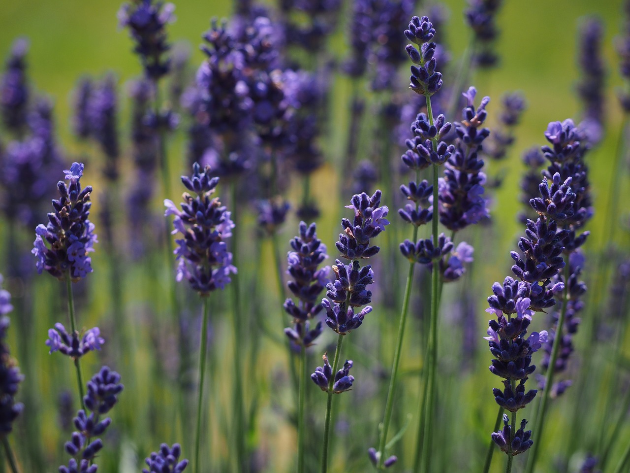 lavender flowers flower free photo