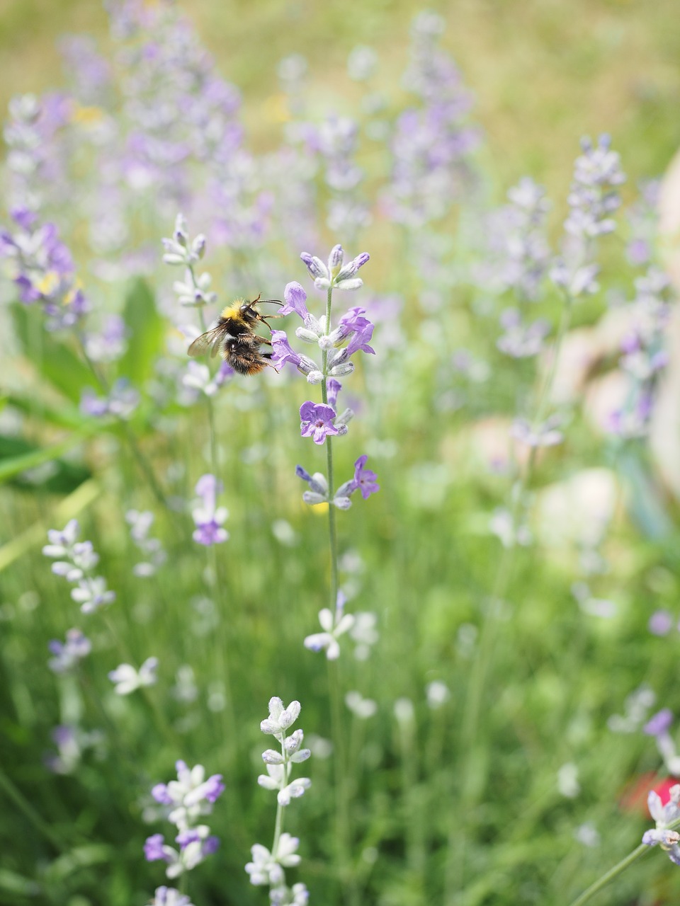 lavender hummel pollination free photo