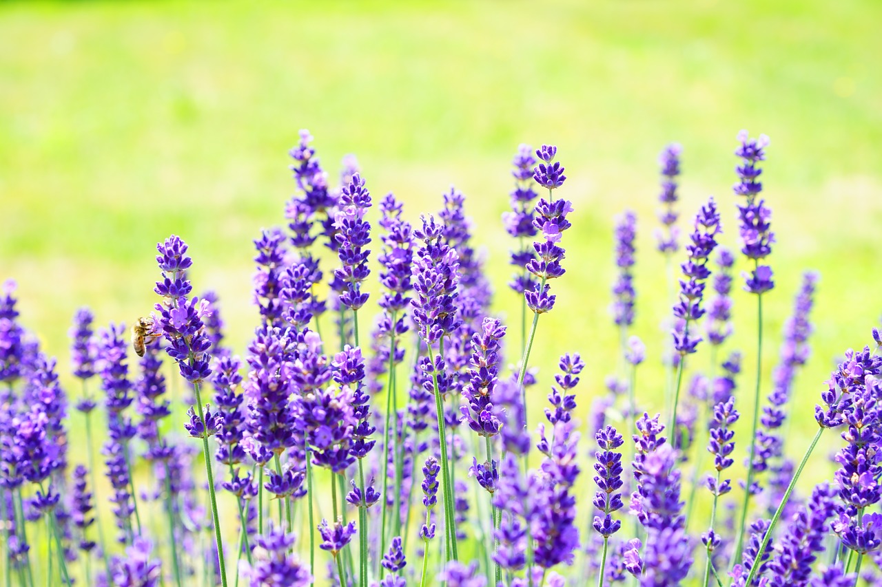 lavender flowers flower free photo