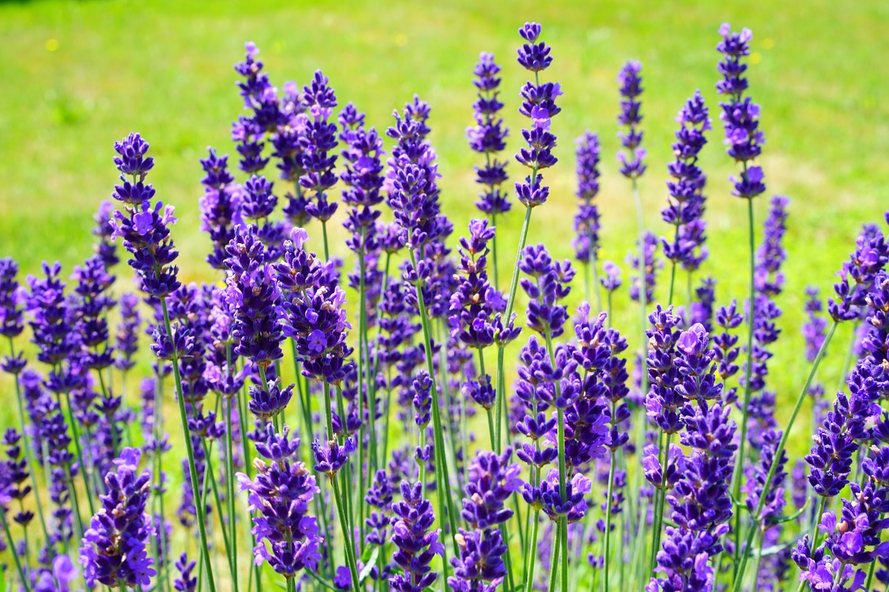 lavender lavender shrub lavender bush free photo