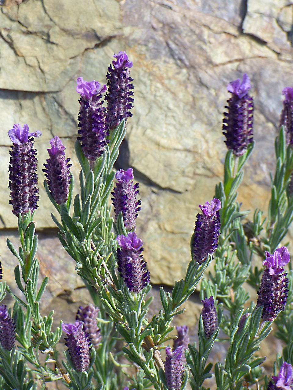 lavender lavandula officinalis flower free photo