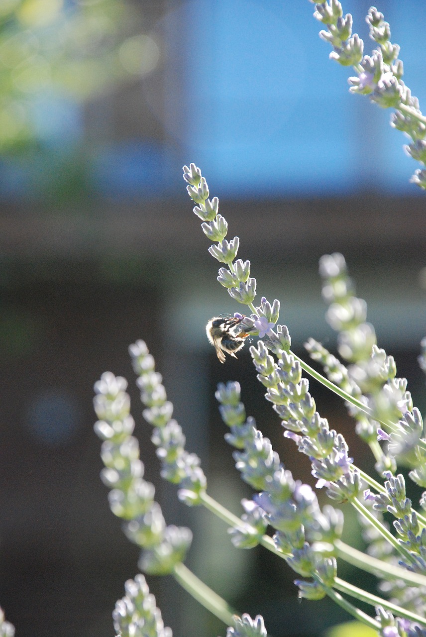 lavender blossom bloom free photo