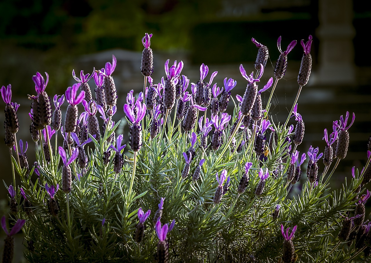 lavender bouquet flower free photo