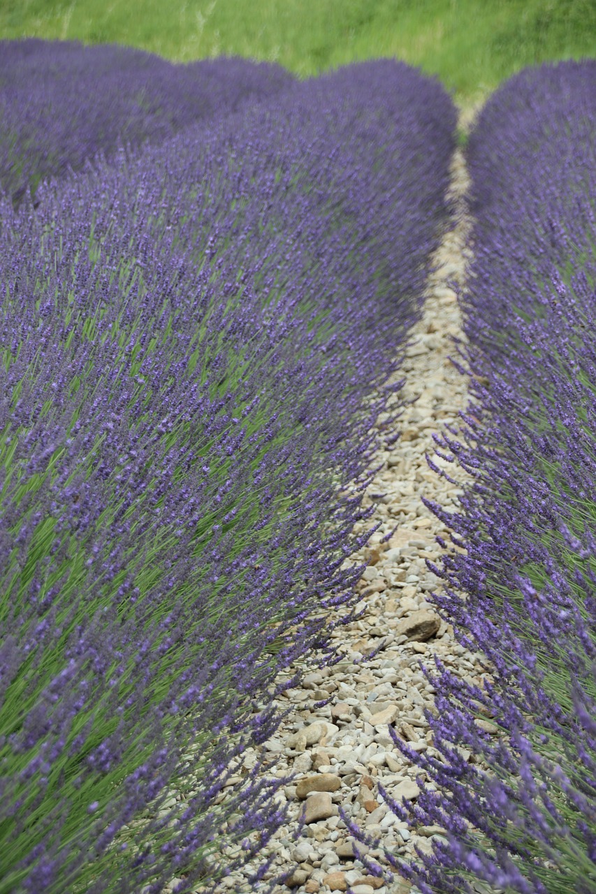 lavender france provence free photo