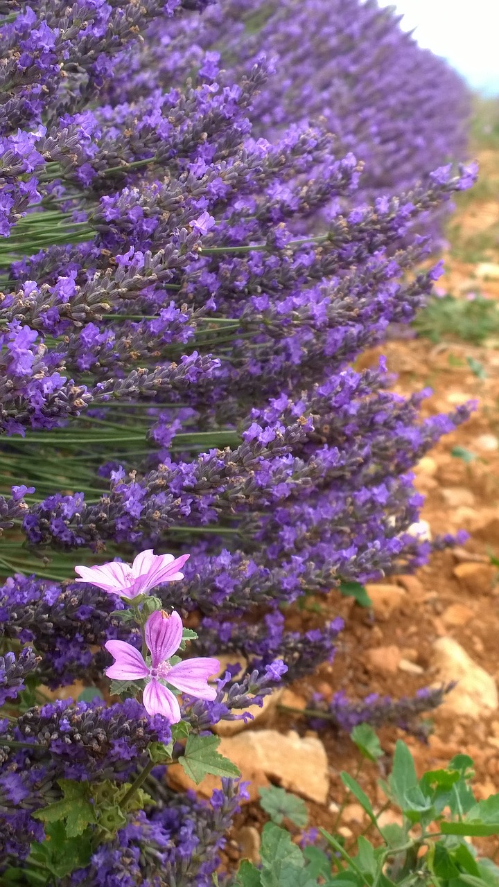 lavender flowers lilac free photo