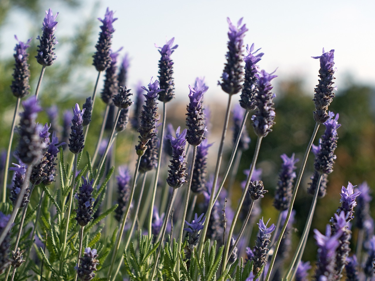 lavender mauve flowers free photo