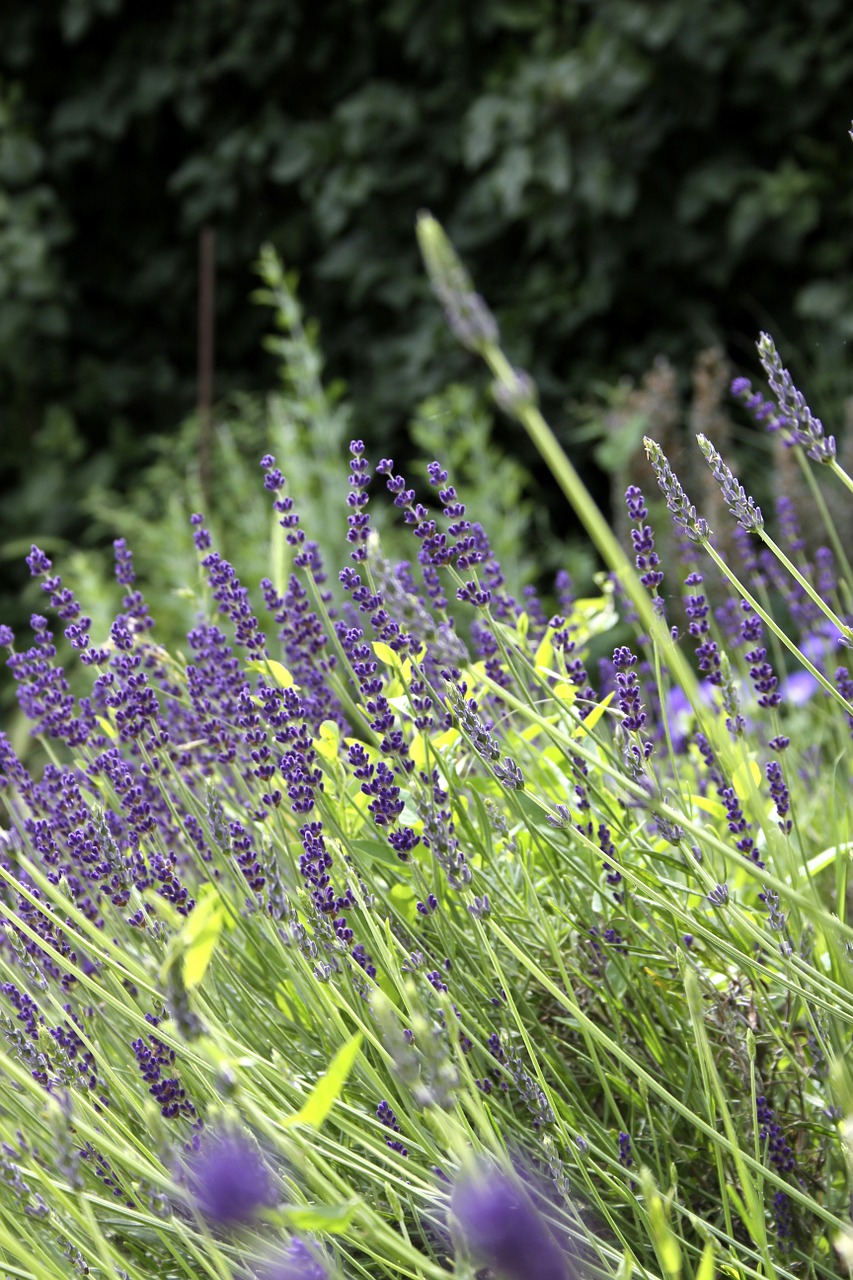 lavender nature flower free photo