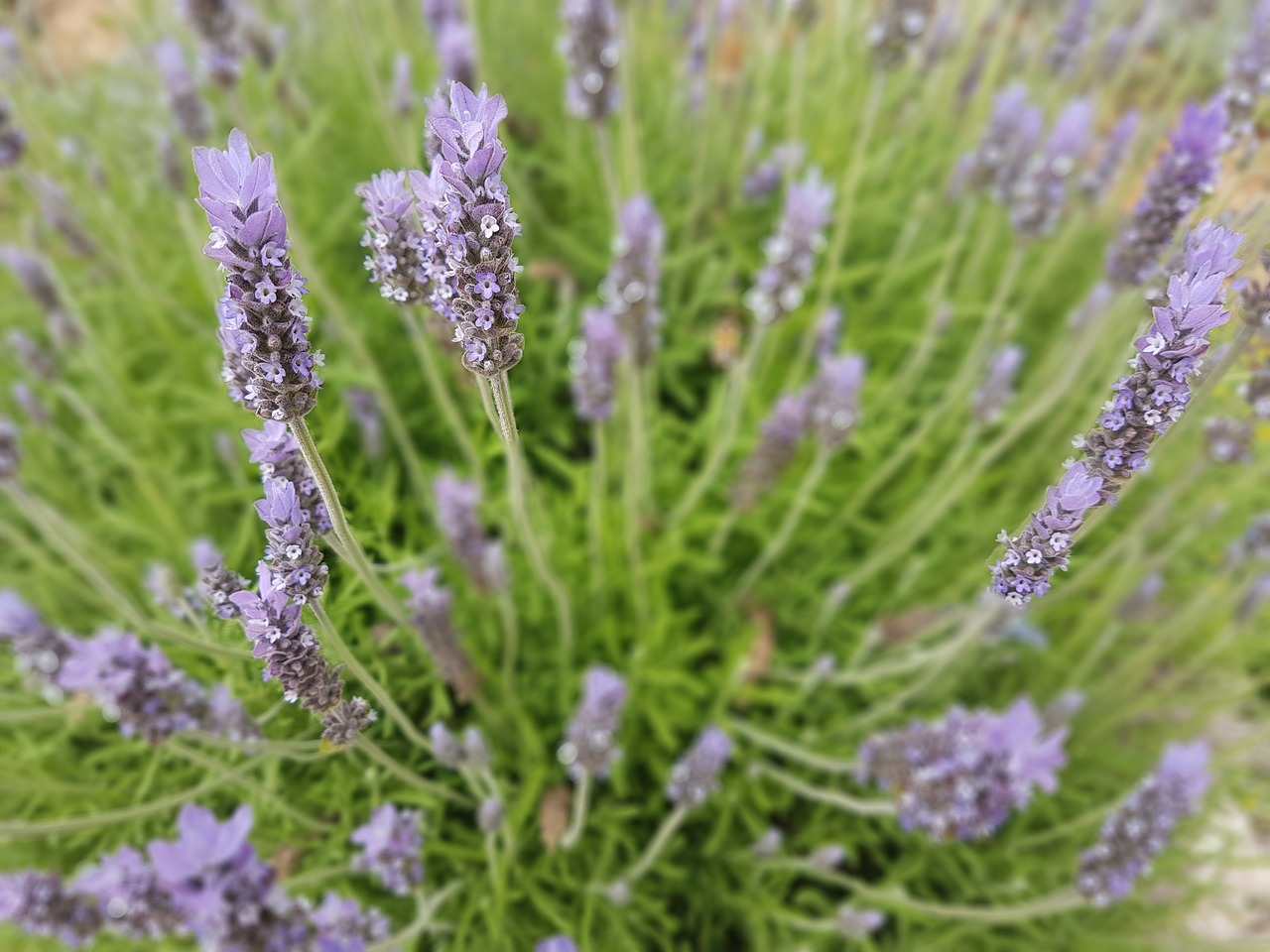 lavender flowering garden free photo