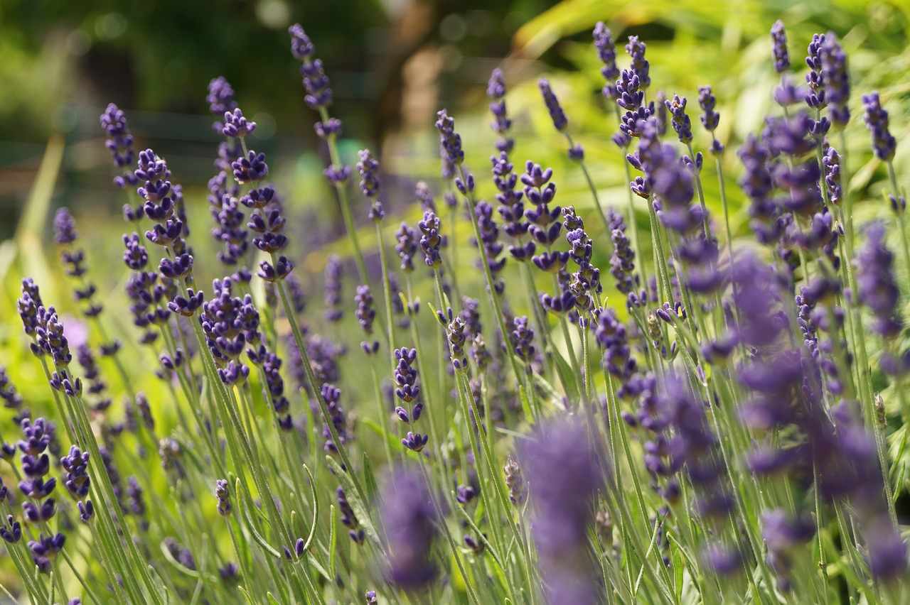 lavender nature bloom free photo