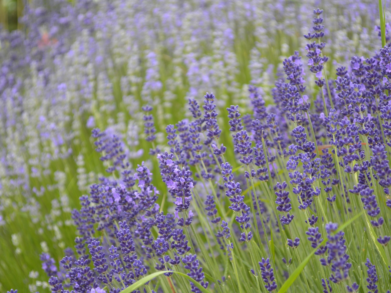lavender medicinal herbs garden free photo