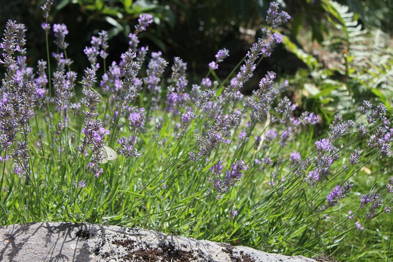 lavender butterfly summer flowers free photo