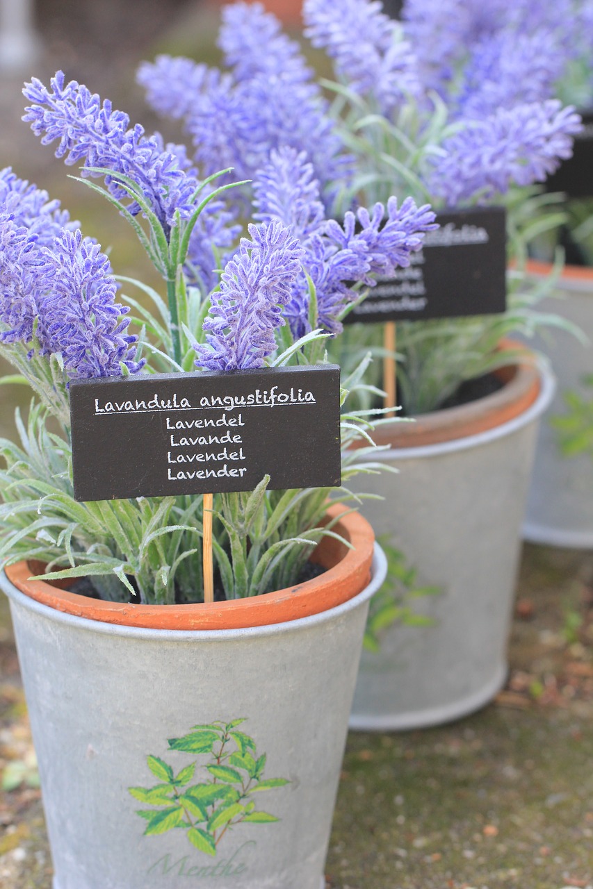 lavender flower herb free photo