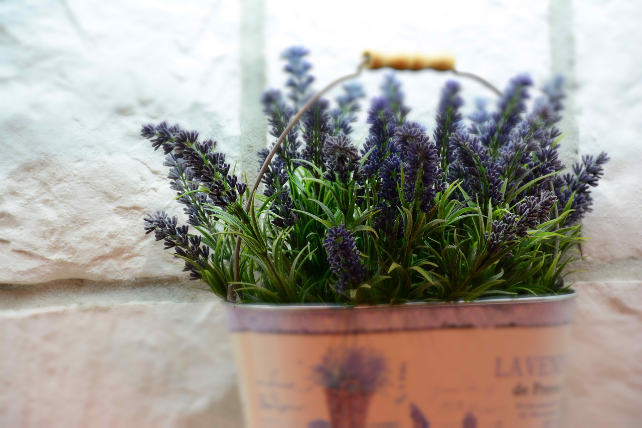 lavender mediteran lavandula free photo