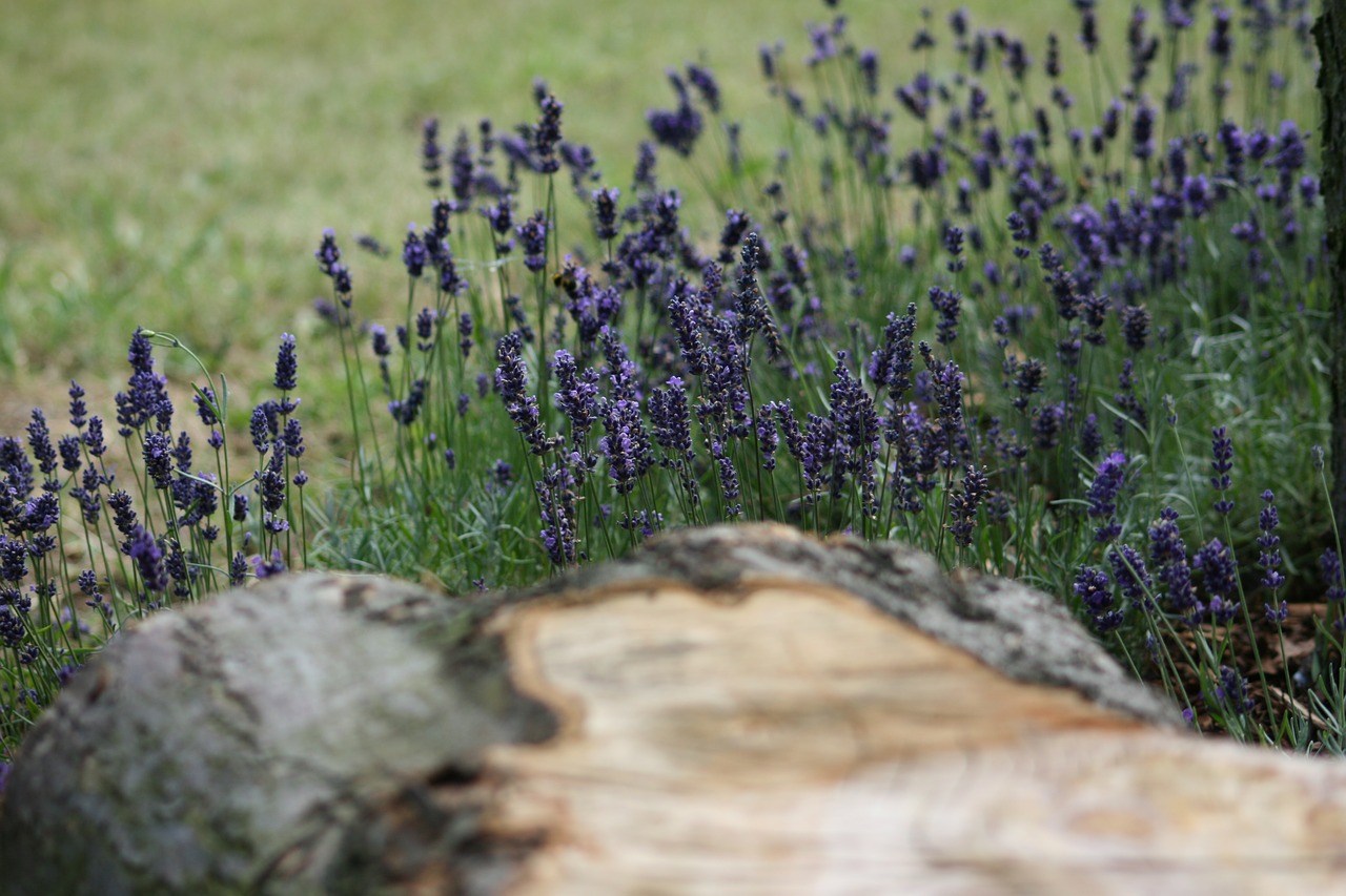 lavender log seat free photo