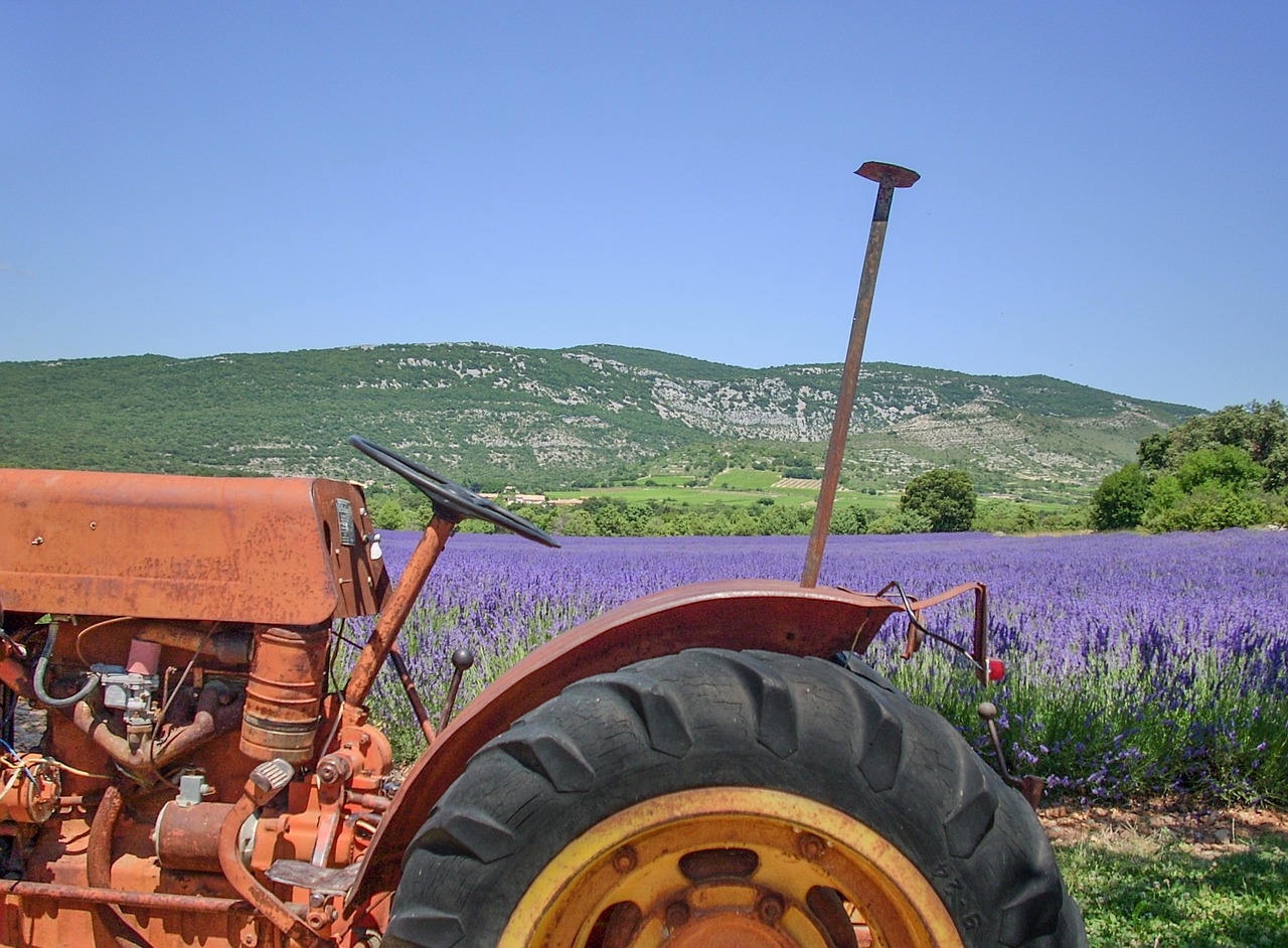 lavender field france free photo