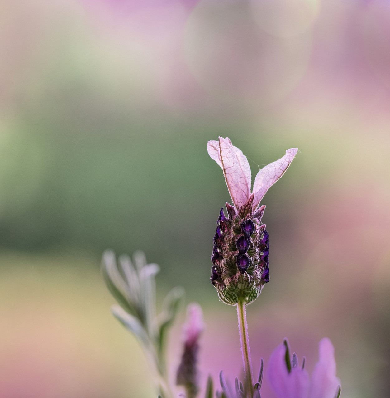 lavender purple lavender flowers free photo