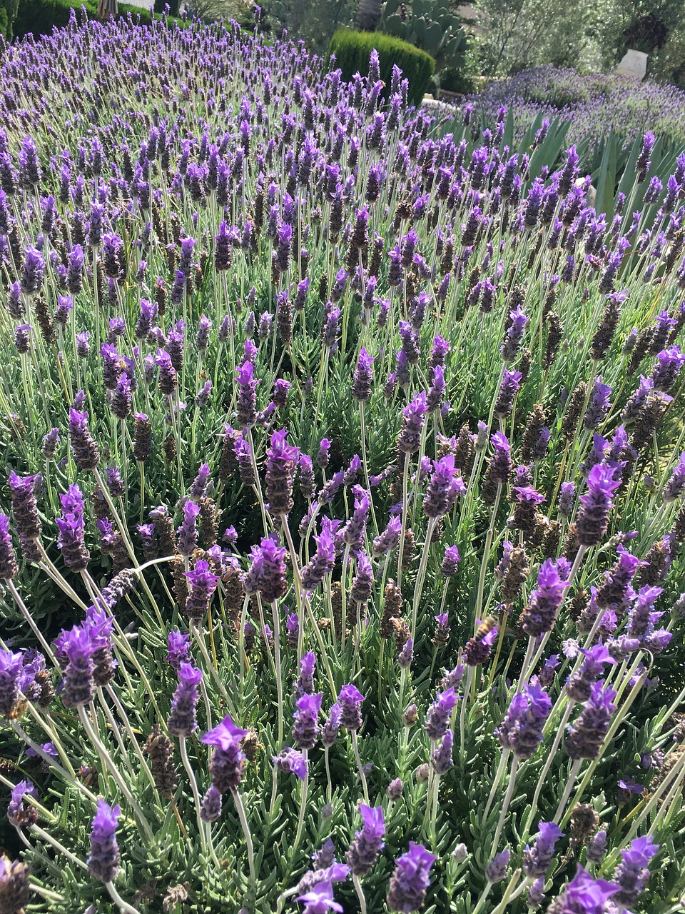 lavender field green free photo