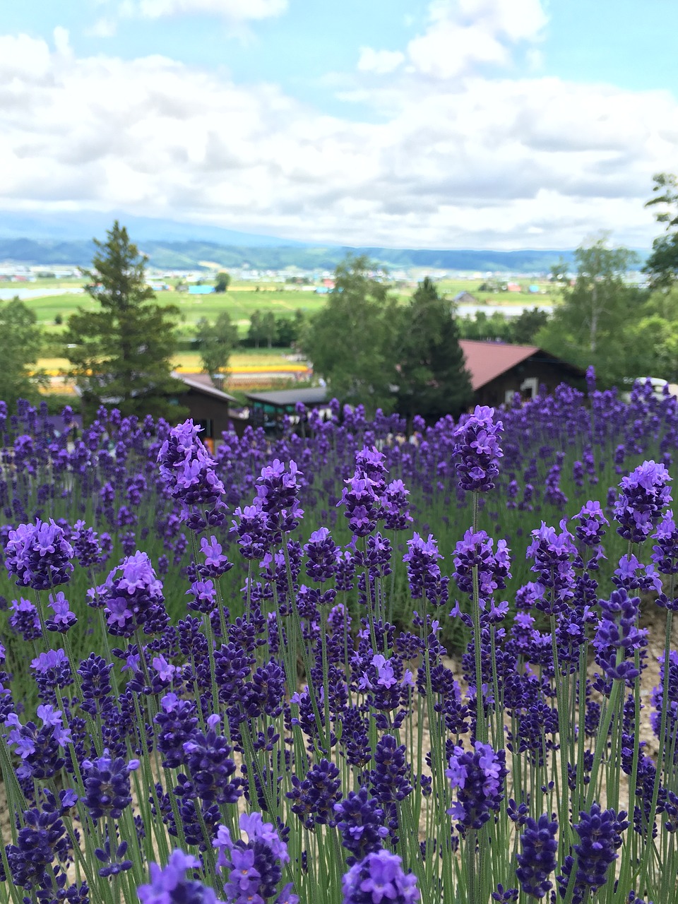 lavender hokkaido landscape free photo