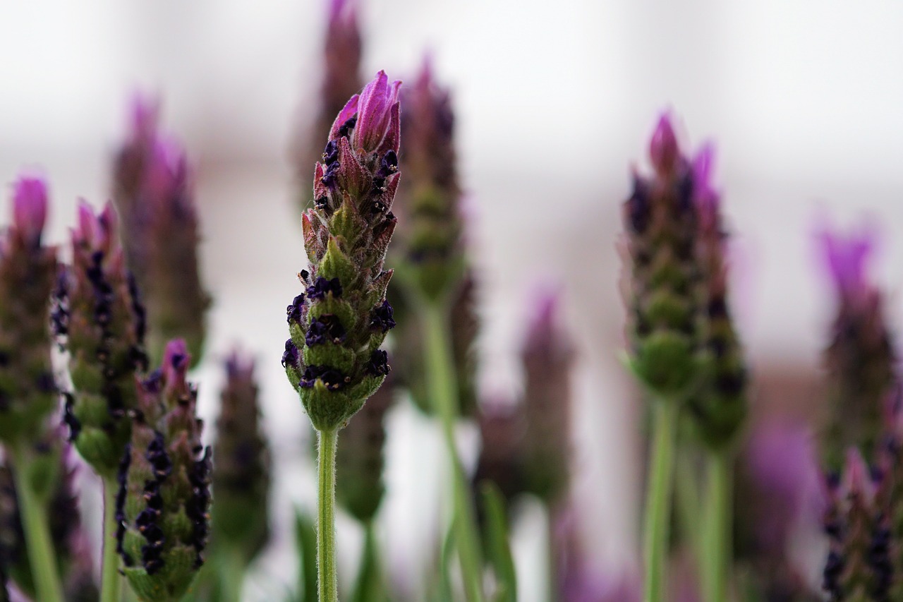 lavender flower lavender flowers free photo