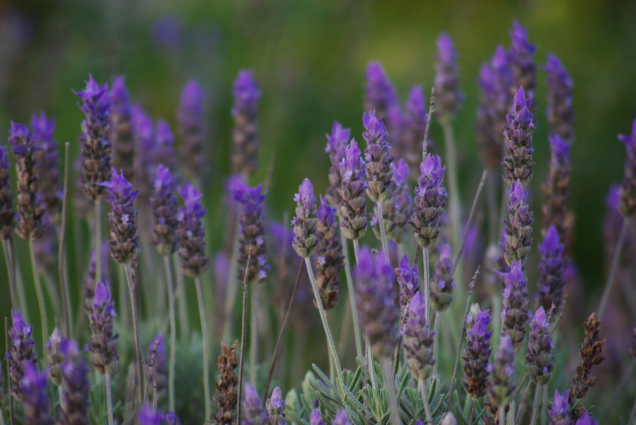 lavender plants flowers free photo
